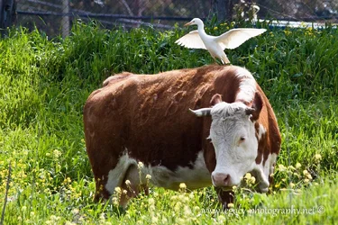 $Egret taking off from a cows back.webp