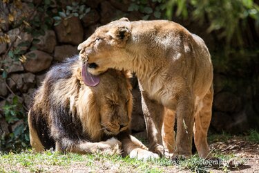 $Female lion cleaning Male lion.jpg