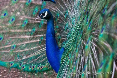 $Peacock - side-on with shallow DOF.webp