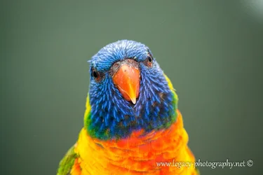 $Rainbow Lory - inquisitive.webp