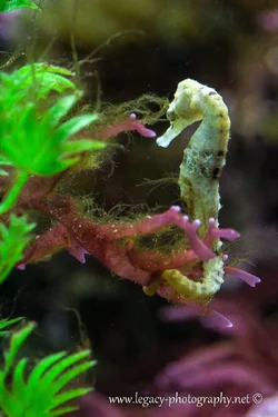 $Sea Horse.webp