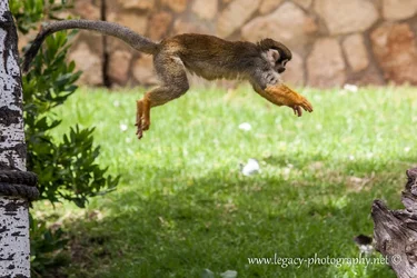$Squirrel Monkey Airborne.webp