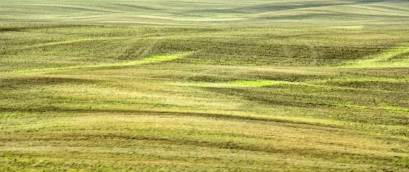 $Grass2.webp