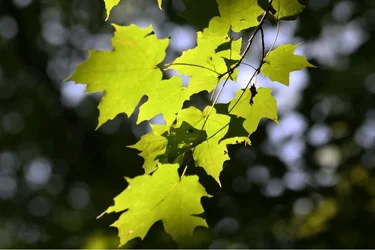 $image-756499503.webp