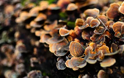 $Fungus 1.webp