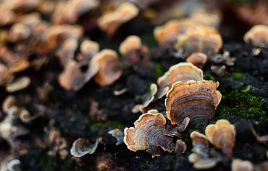 $Fungus 2.webp