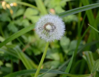 $dandilion 2 2.webp