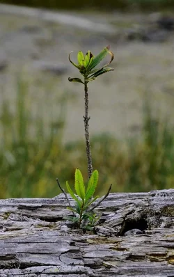 $ethans lone veg 22.webp