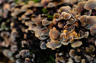 $Fungus 1 using vibrance.webp