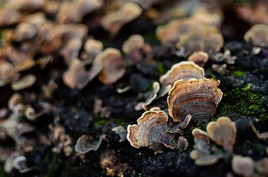 $Fungus 2 using vibrance.webp
