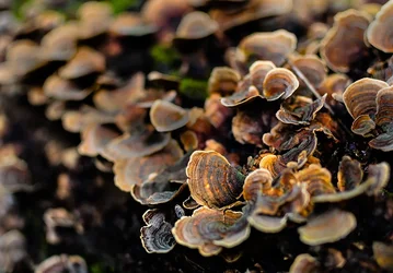 $Fungus 1 Cropped.webp
