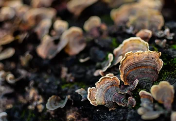 $Fungus 2 Cropped.webp