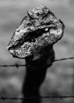 gnarlybranch-1.webp gnarlybranch-1.webp
