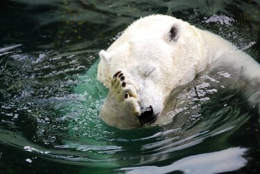polar-bear-facepalm.jpg