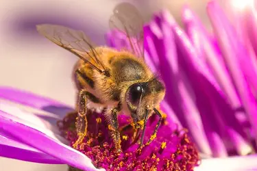 Early-Bee.webp