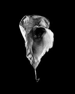 calla-BeforeAfter-1.webp