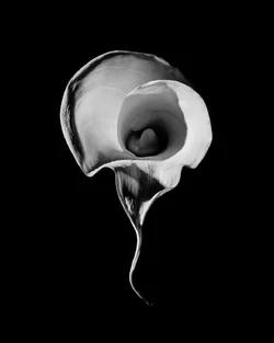 calla-BeforeAfter-2.webp