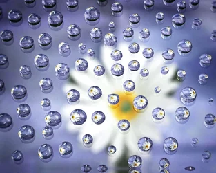 DAISY DROPS EDIT.webp