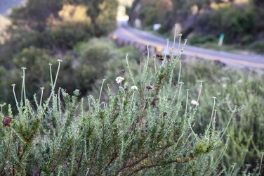 Ortega Hwy spring w-post sm 3-19-16.JPG