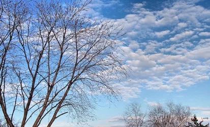 sky trees.jpgsig.webp