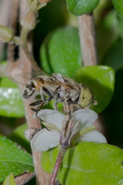 Macro -21.webp