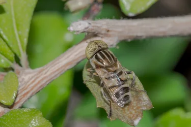 Macro -23.webp