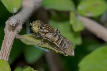 Macro -28.webp