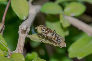 Macro -29.webp
