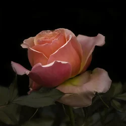 26252964841_da3b972ea2_b.webp