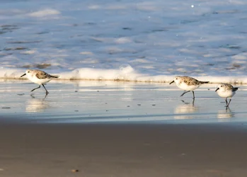 Sanderlings.webp