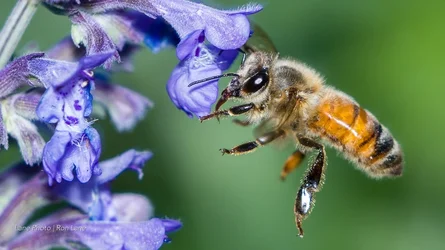 Macro-22.webp