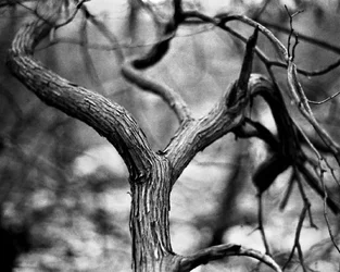 Tangle 8x10.webp Tangle 8x10.webp