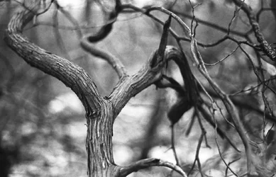 Tangle v3.webp Tangle v3.webp