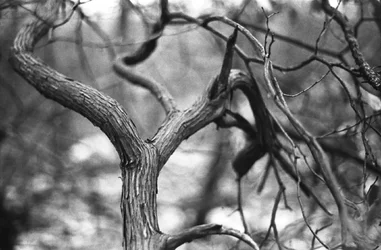 Tangle.webp Tangle.webp