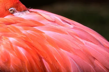 OKC_Zoo-42-Edit-2.webp