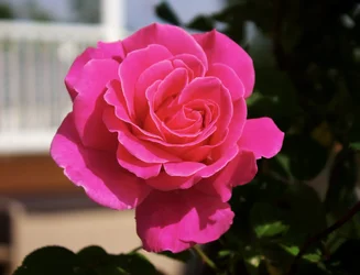 pink_rose.webp