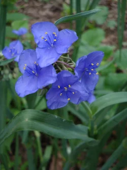 flowers.webp