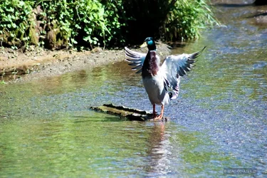 mallardthreat.webp mallardthreat.webp