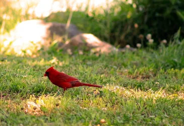 Red.webp