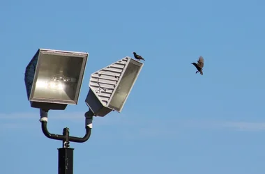 On the wing.webp On the wing.webp