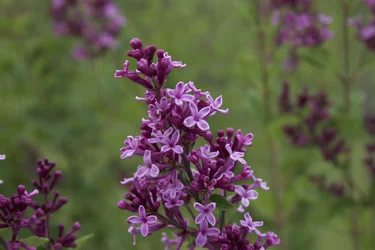 Maroon flowers.webp
