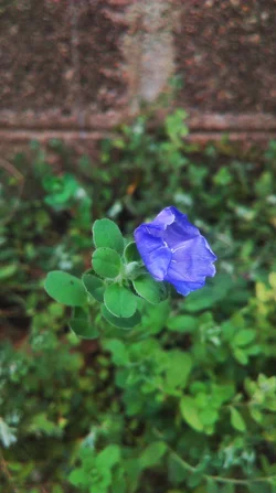 Bluelarina.webp