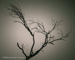 dead-tree-1.jpg