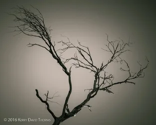 dead-tree-1.webp