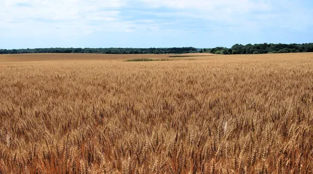 wheat.jpgjppg.webp