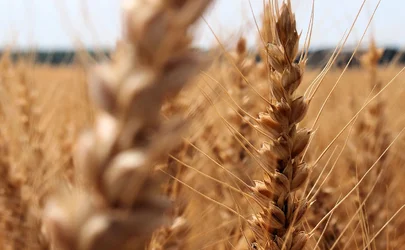 wheat close upjpg.webp