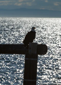 Eagle-0358.webp