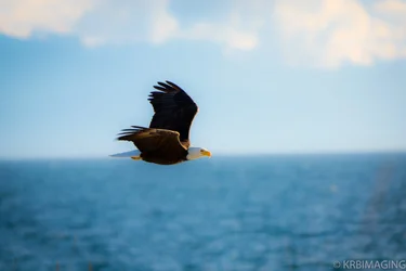 Eagle-0408.webp