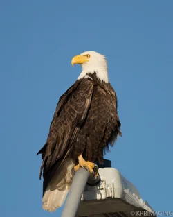 Eagle-0461.webp