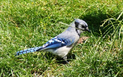 bluejay.webp